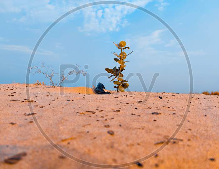 A Plant In Sand Desert With Sky View