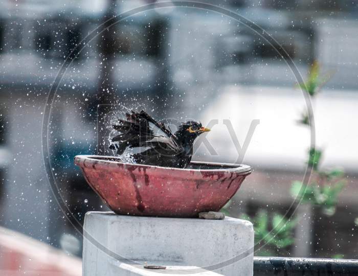 Birdie taking bath