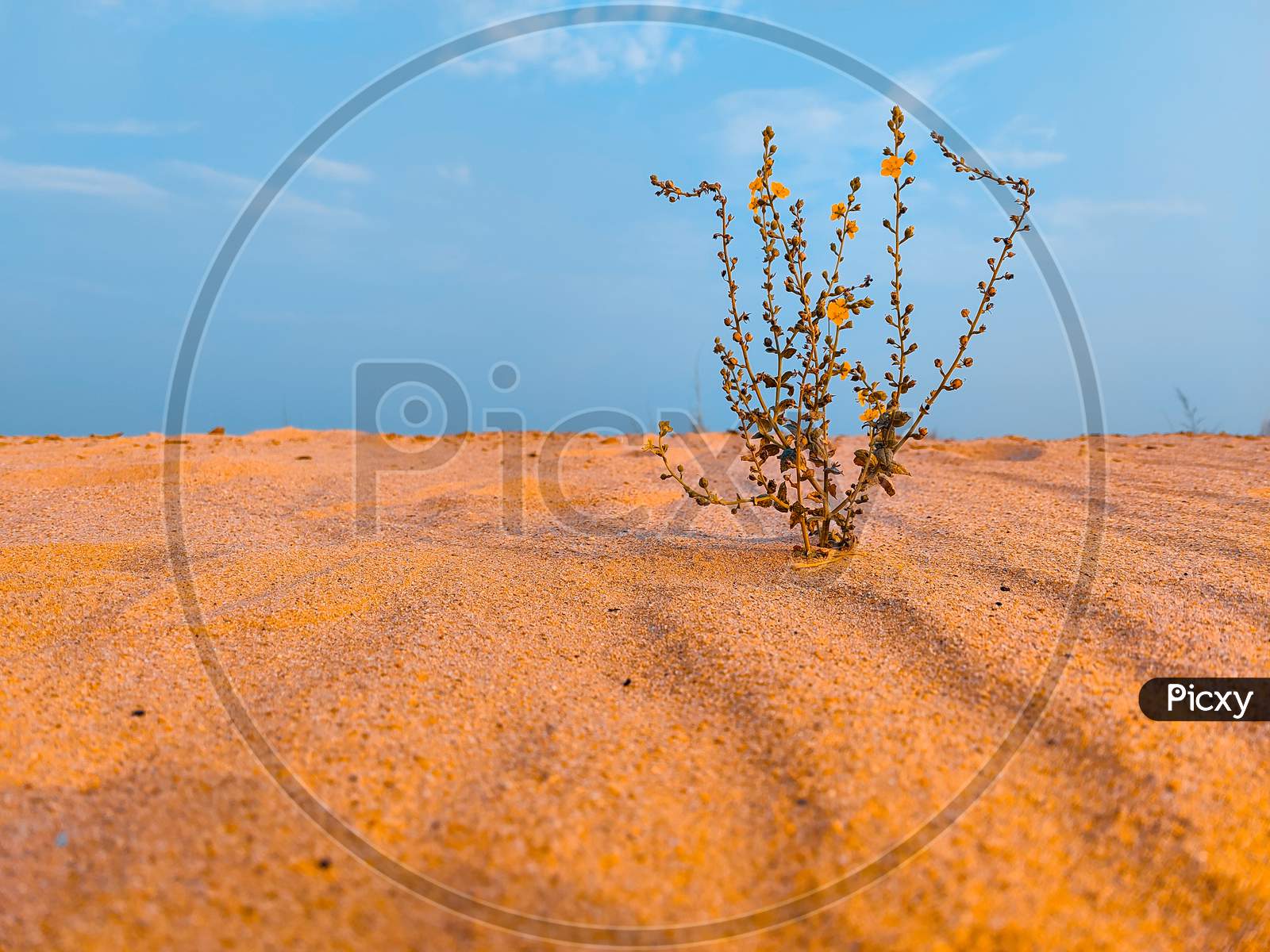 A Unknown Plant In Sand Desert With Sky Background