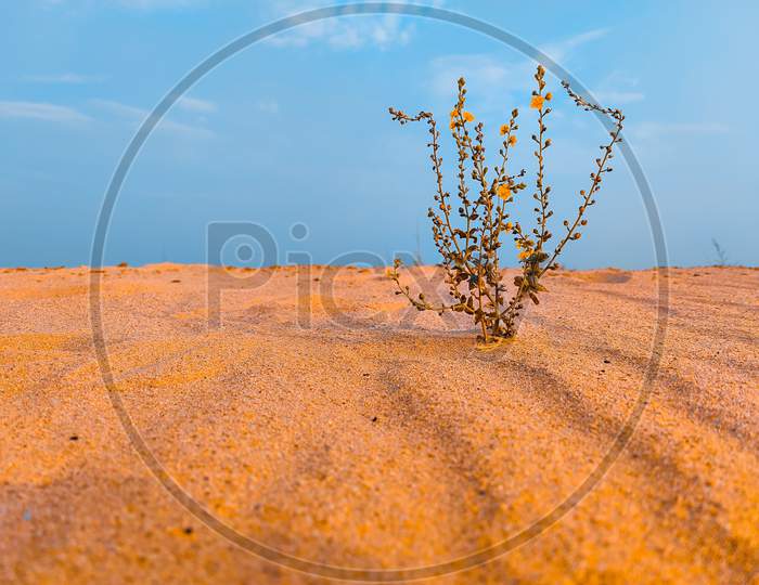 A Unknown Plant In Sand Desert With Sky Background