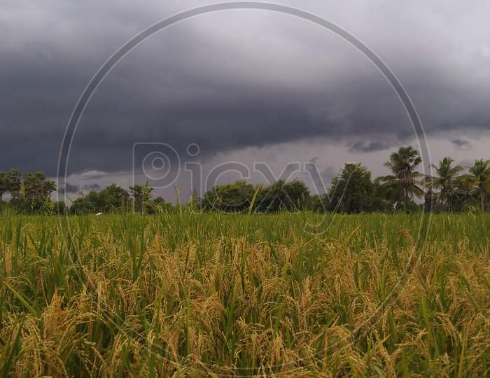 Agriculture with Clouds