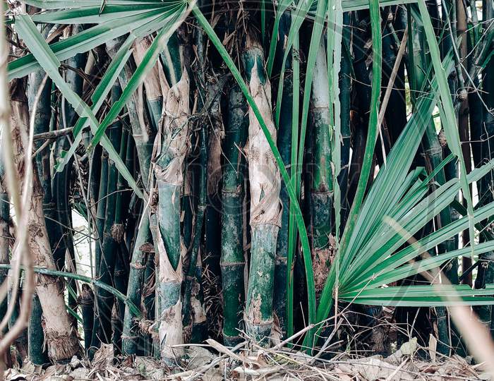Bamboo Tree Stalk