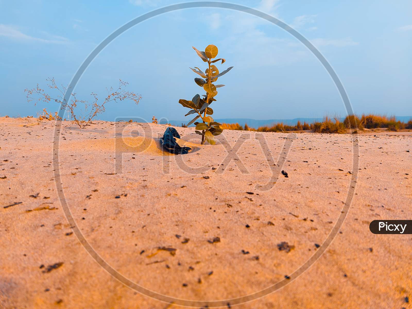 A Plant In Sand Desert With Sky Background