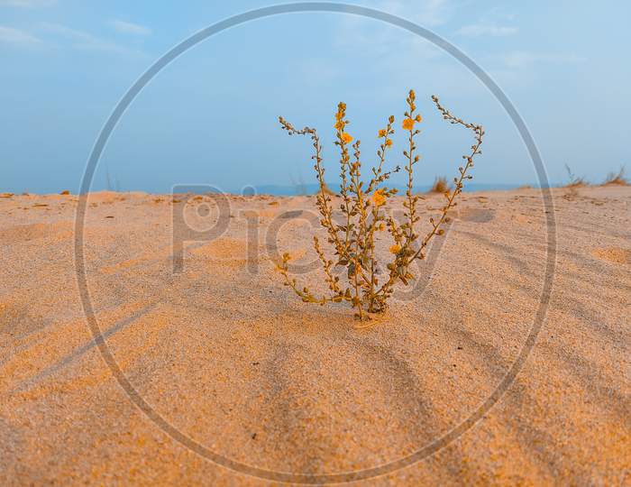 A Plant In Sand Desert With Sky Background Field