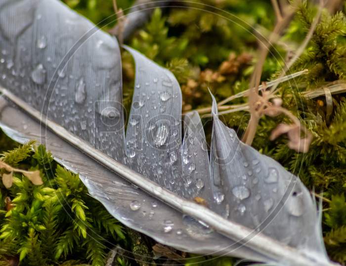 Grey feather with raindrops after heavy rain on a rainy day shows the feather structure in macro view with many details and close-up view isolated lying on wet moss and grass of dove or goose