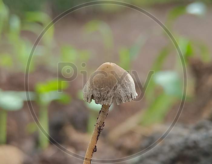 mushroom wild species in India