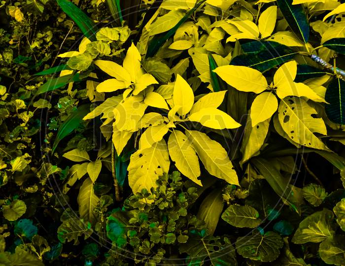Exclusive Vibrant Yellow and Green Leaves in Dark Dense Forest Beautiful Scenario Image