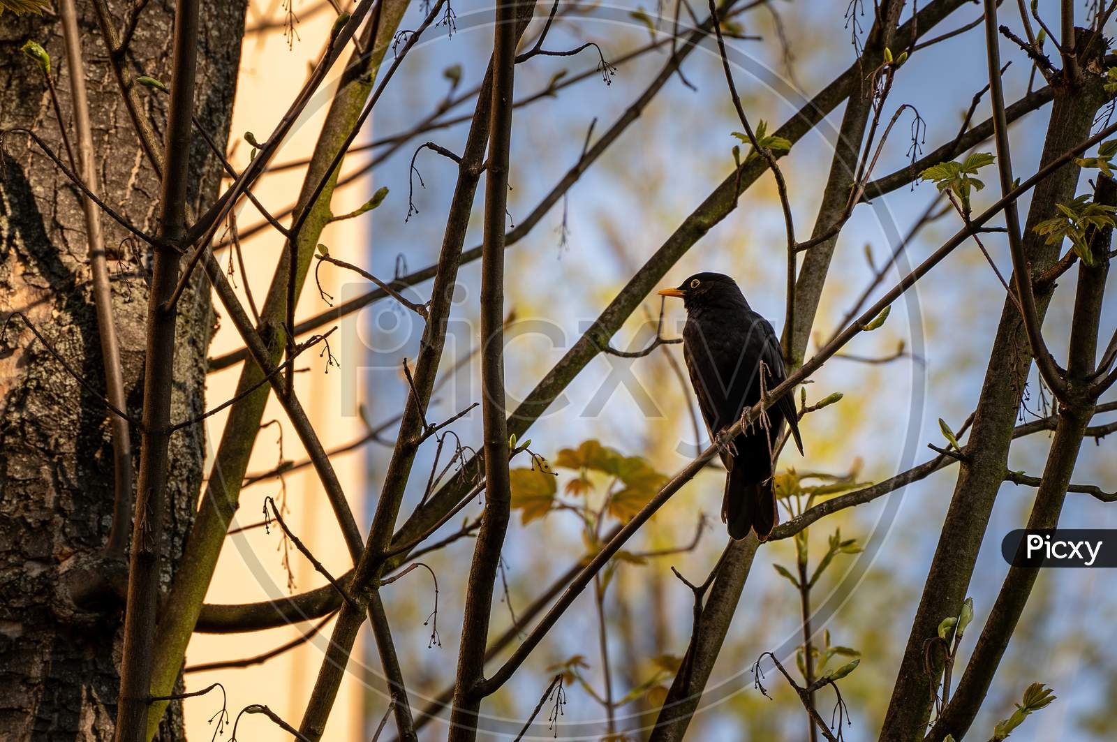 Common Blackbird, Bird Species Of Thrushes. Turdus Merula Sitting On A Branch Of Tree During Morning Daylight