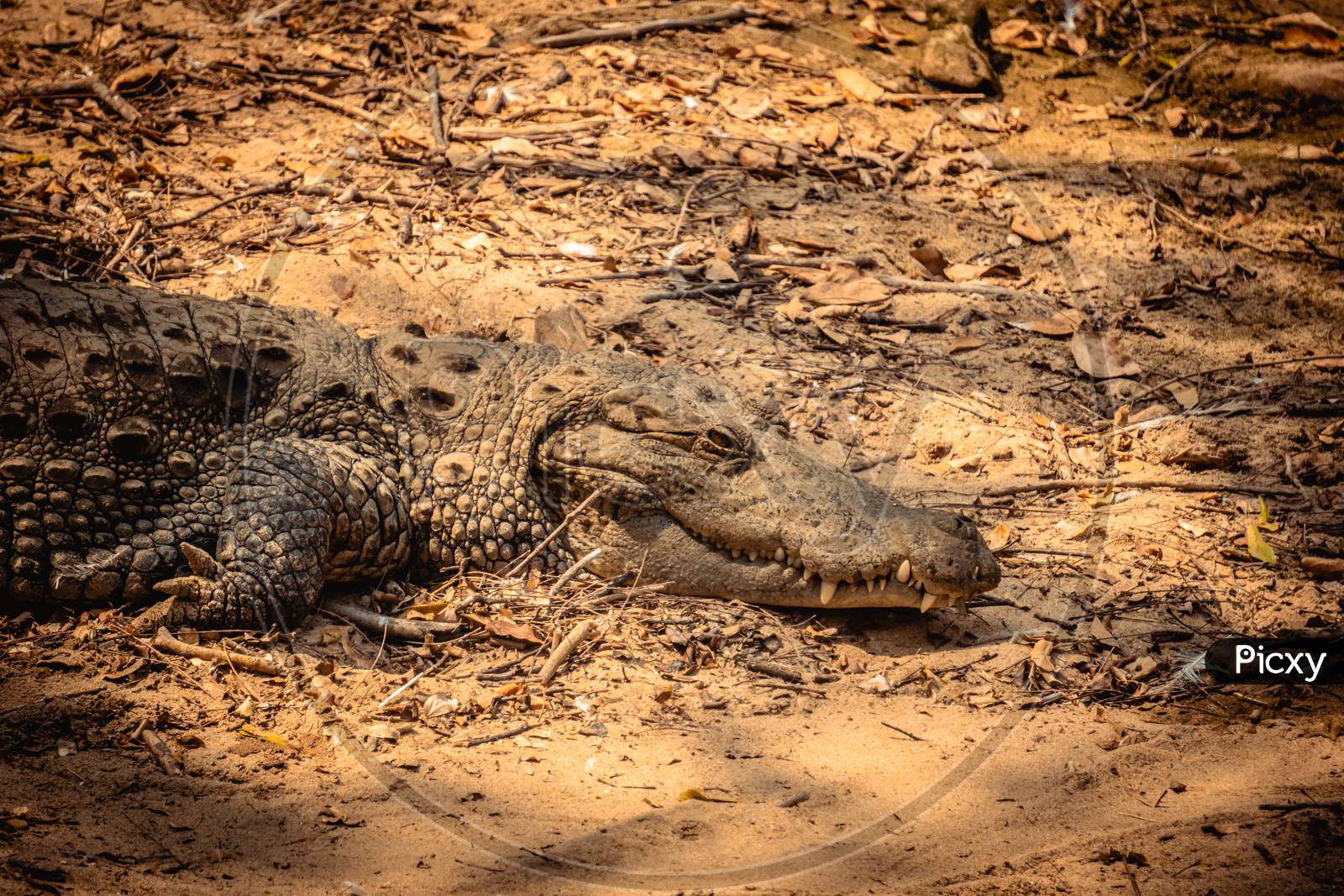 Mugger Or Marsh Crocodile Living At The Madras Crocodile Bank Trust and Centre for Herpetology, ECR Chennai, Tamilnadu, South India