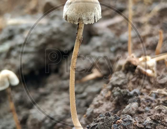 mushroom wild species in India