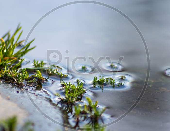 Fresh green grass in spring growing in a puddle after the rain with beautiful water reflection as close-up low angle macro view shows details of grass and water surface of a garden pond idyllic scene