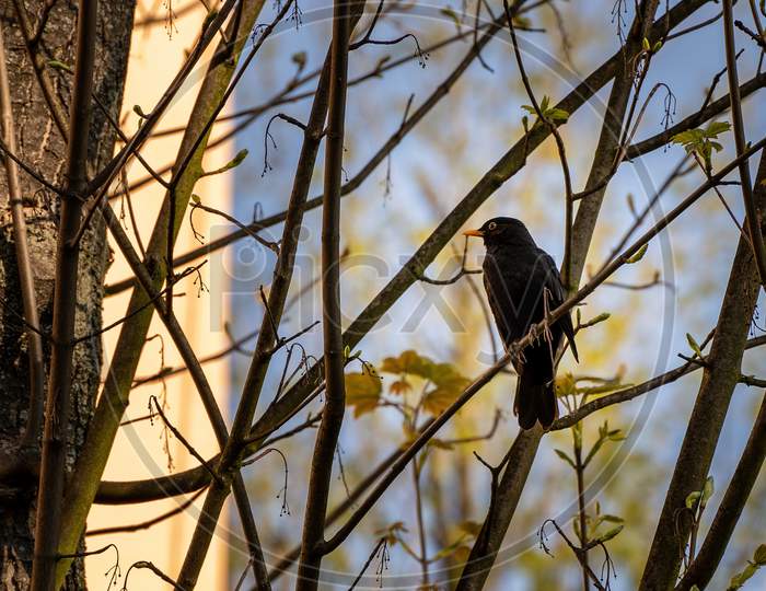 Common Blackbird, Bird Species Of Thrushes. Turdus Merula Sitting On A Branch Of Tree During Morning Daylight