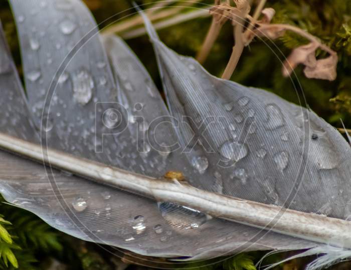 Grey feather with raindrops after heavy rain on a rainy day shows the feather structure in macro view with many details and close-up view isolated lying on wet moss and grass of dove or goose