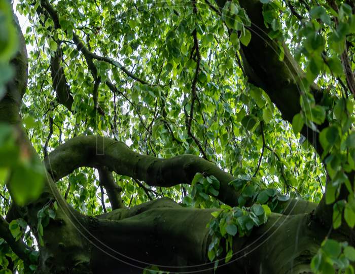 View into tree crown looking up into the green foliage in spring shows majestic branches with green leaves as natural jungle and healthy nature and environment with scenic treetop and majestic crown