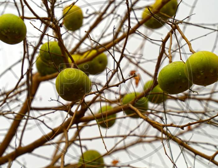 Desert Ripen Fruits Of Aegle Marmelos Or Bilva Hanging On Branches. Fresh Fruit Of Bilva In Autumn Season Without Leaves.