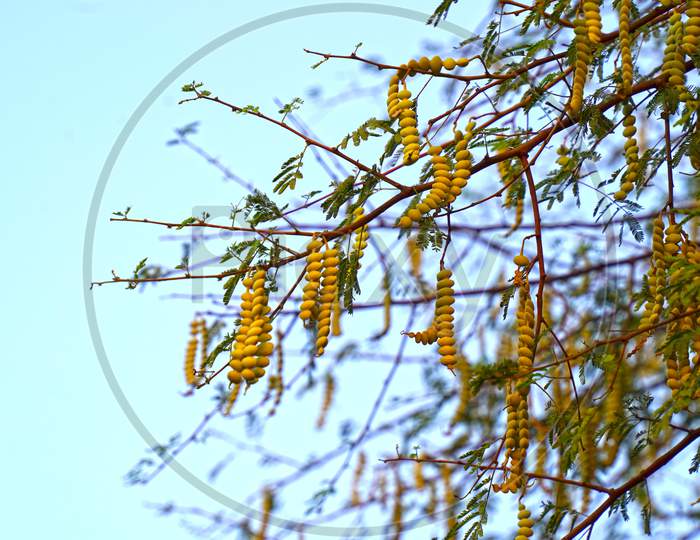 New Growing Organic Pods Of Acacia Tree With Sharp Shiny Thorns. Evening Time, Sunlight Falls On The Hanging Green Pods Or Bean
