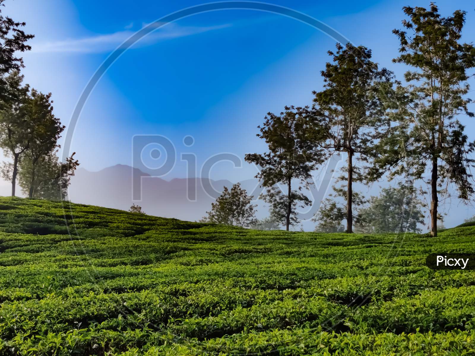 Amazing View Of Greens With Trees Under The Blue Sky
