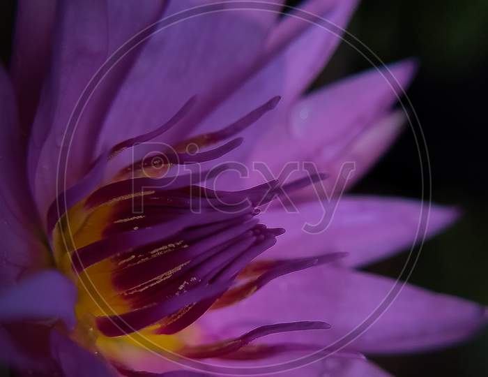 Magnificent shot of water lilly