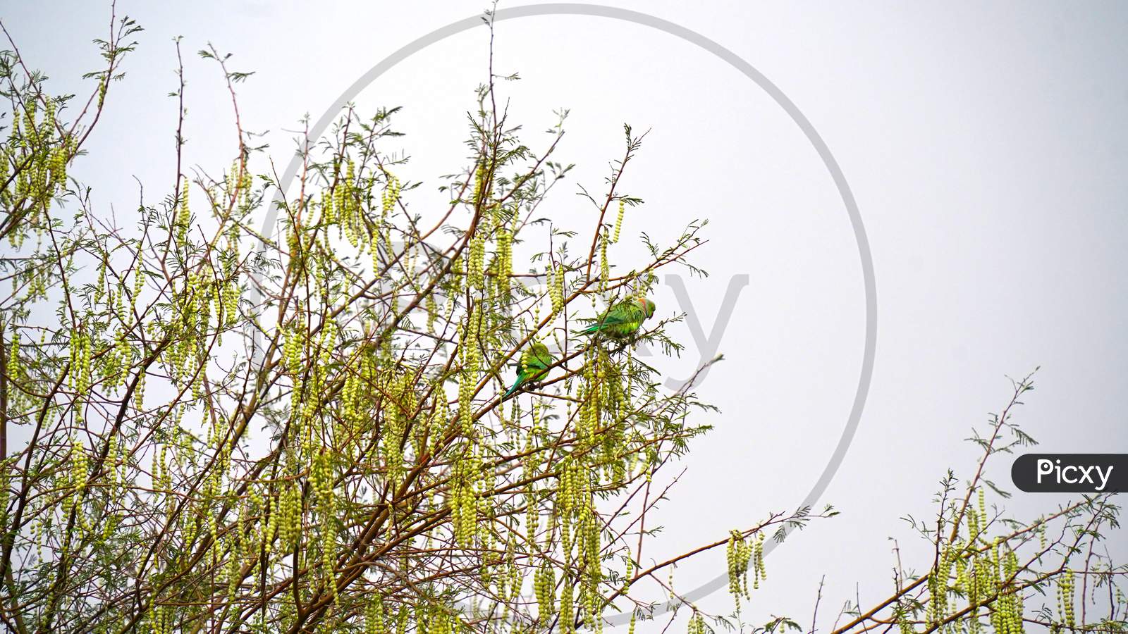 Parrots Eating Acacia Hanging Ripe Pods Or Bean. Round Pods Or Beans Of Acacia Or Babool Tree Leaves With Blue Sky Background.