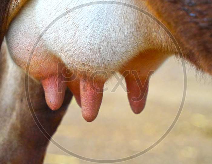 Close Up Of Breast Milk Of Cows In Livestock Farm. Detail Of Gir Cow Big Udder Or Breast, Outdoor Picture.