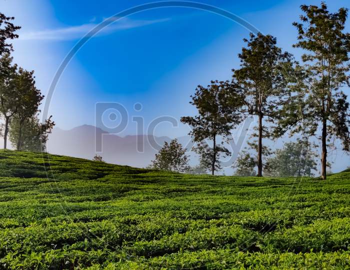 Amazing View Of Greens With Trees Under The Blue Sky