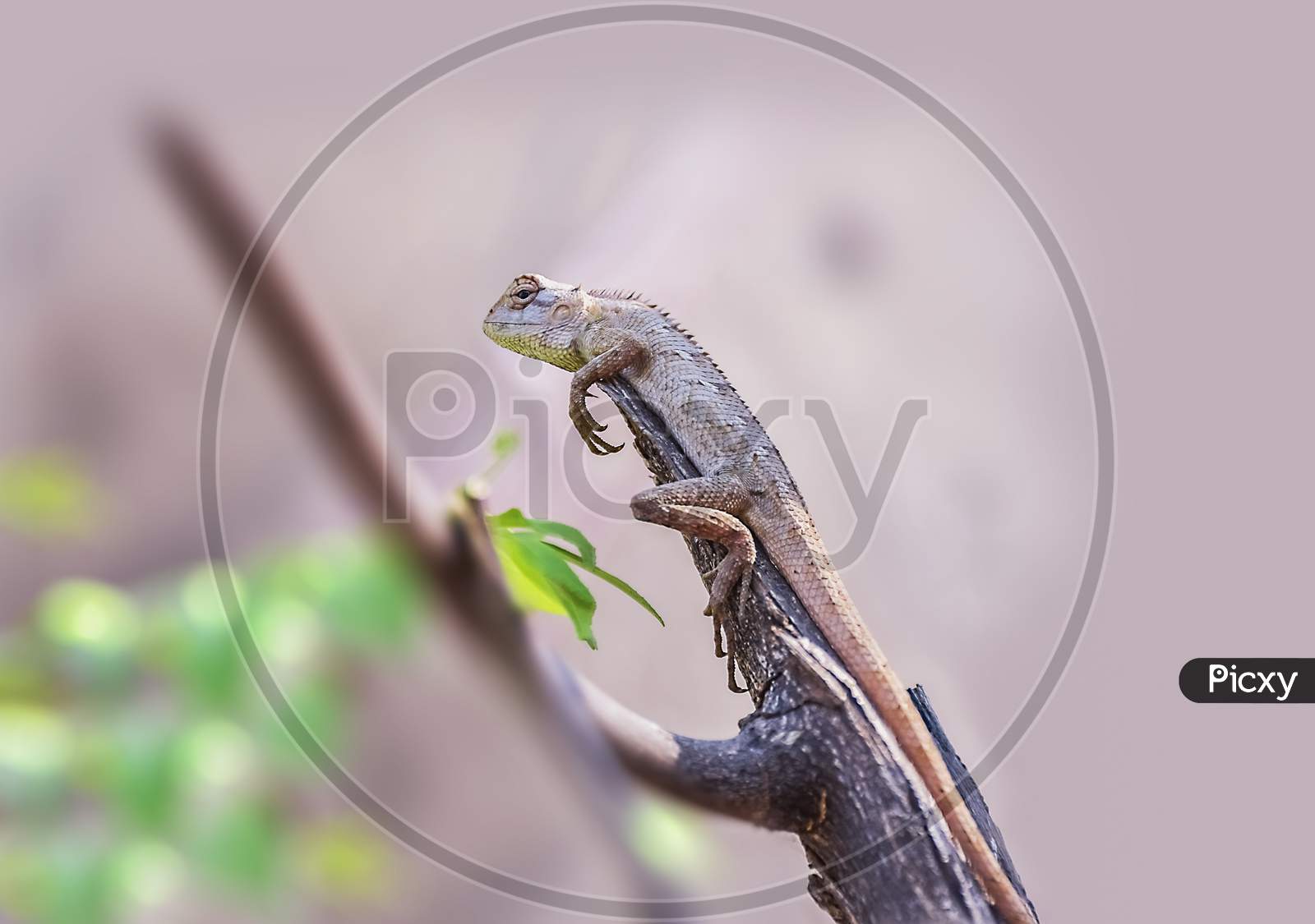 Wildlife. Indian Oriental Garden Lizard Calotes Versicolor, Detail Eye Portrait Of Exotic Tropic Animal Sitting On Tree Bark In The Green Nature Habitat.