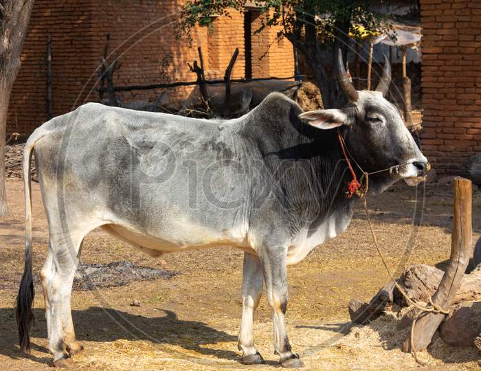Indian ox on a farm