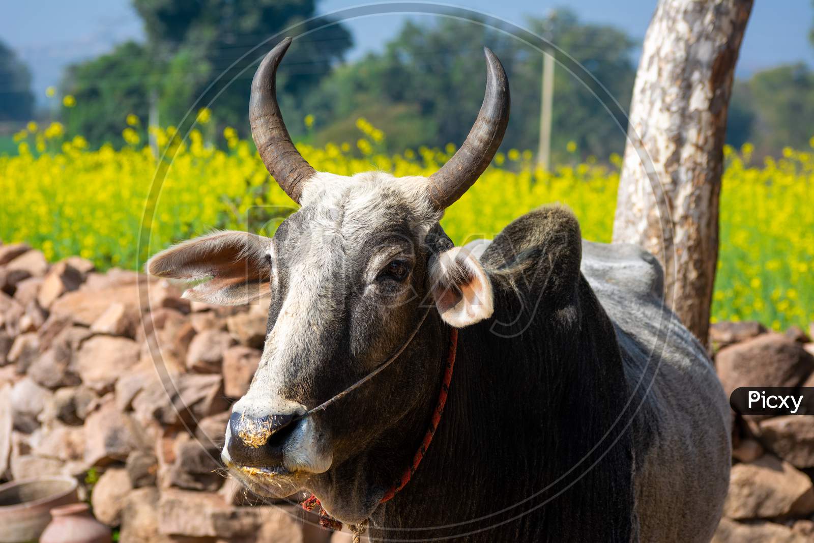 Indian ox on a farm