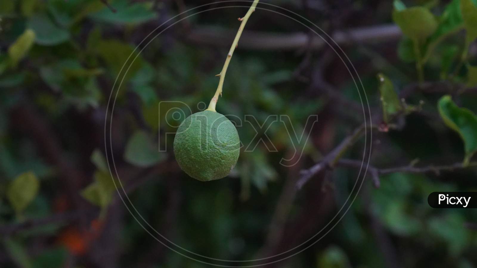 Image of Limes Are Excellent Source Of Vitamin C. Hanging Green Single
