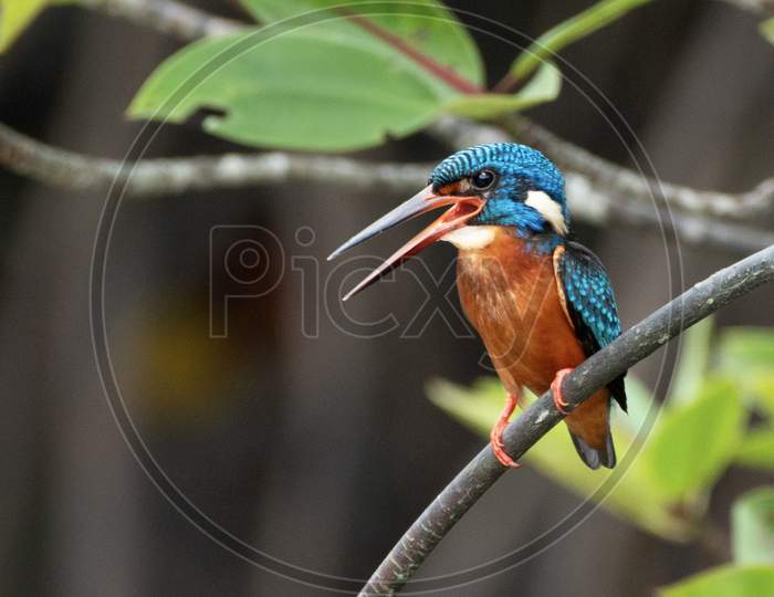 Blue-eared #Kingfisher - the lifer from Andaman Islands, Endemic Subspecies