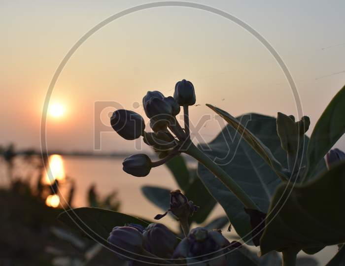 Sunset In The Ocean With Silhouette White Flower In The Foreground
