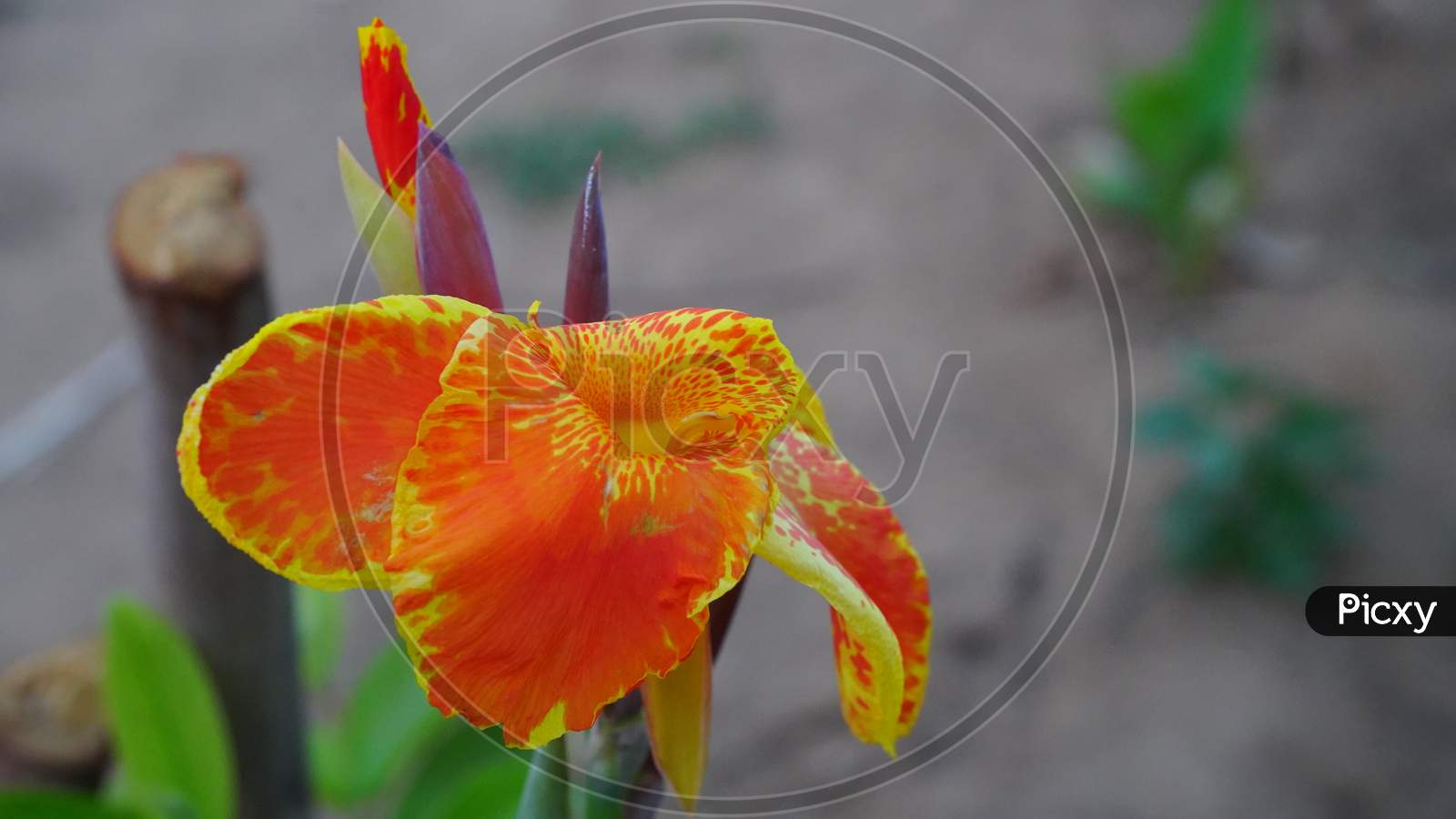Yellow Flower With Red Spots, Canna Indica Yellow Flower Blooming With Many Colors. Indian Canna Flower In Selective Focus