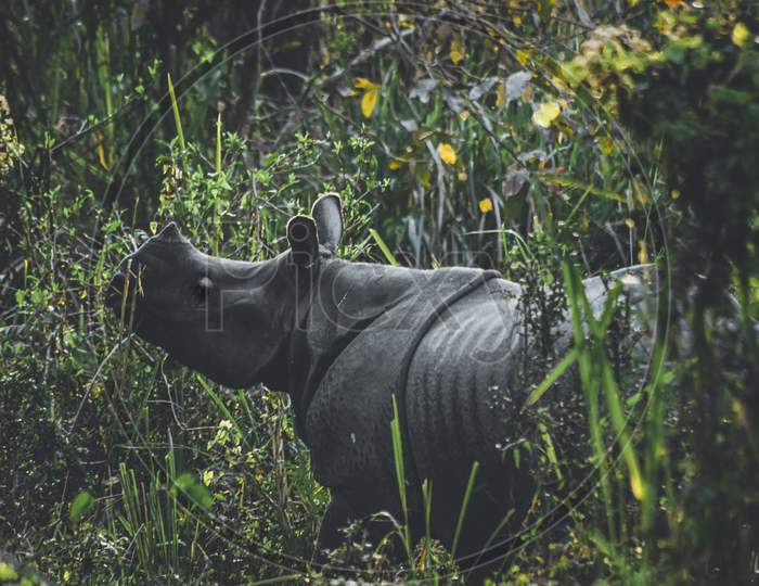 Proud of Assam One horned rhinoceros 🦏