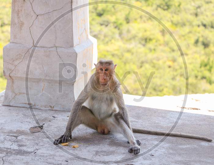 monkey at leisure