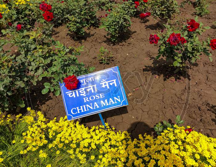 Image of lots of beautiful flower Mughal garden Delhi Rashtrapati