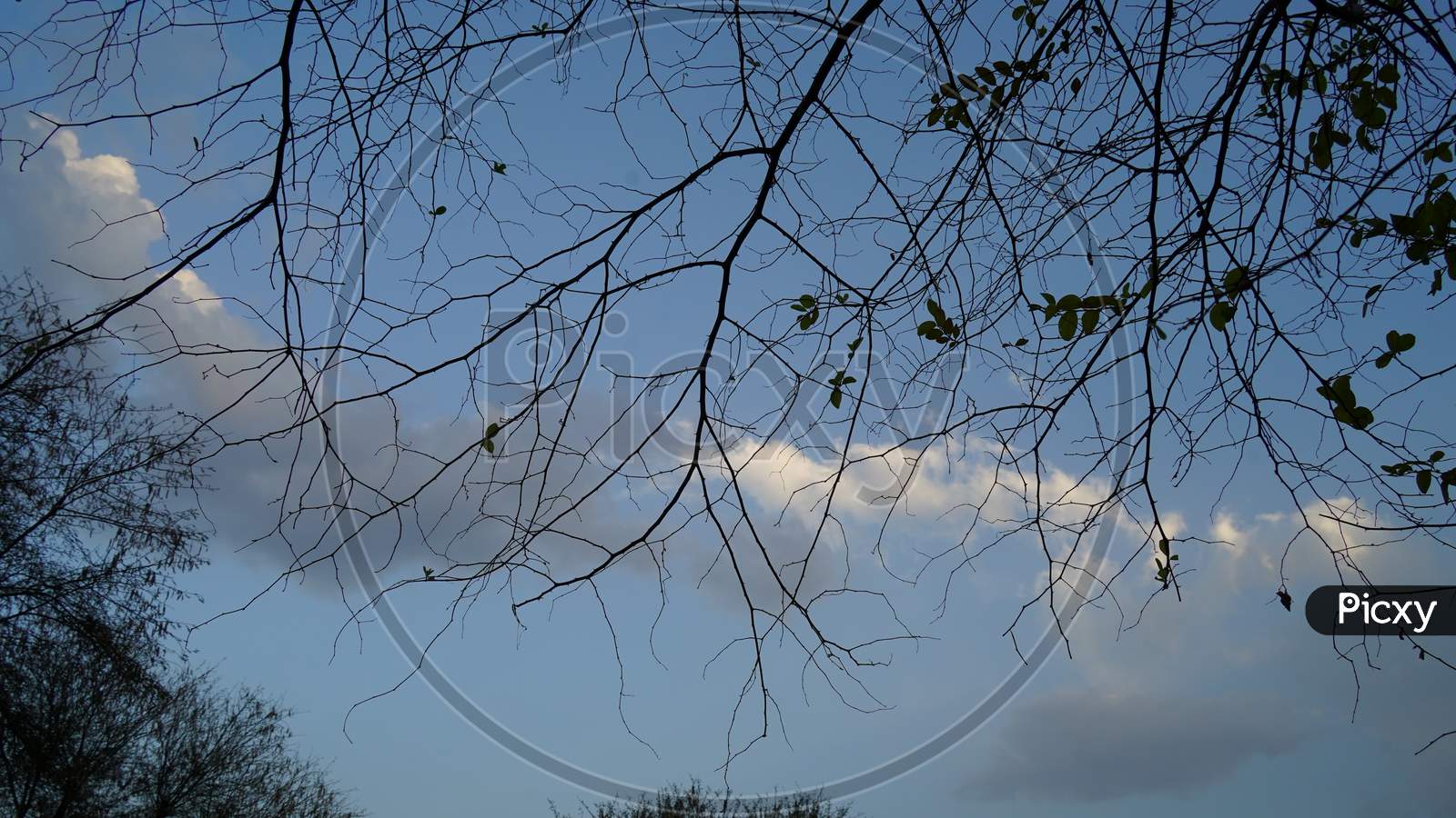Tree Branch Silhouette With Cloudy Sky Background. Leafless Tree Branches.