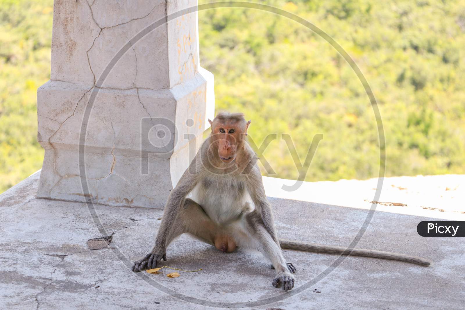 monkey at leisure