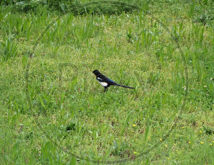 Eurasian Magpie Bird Animal