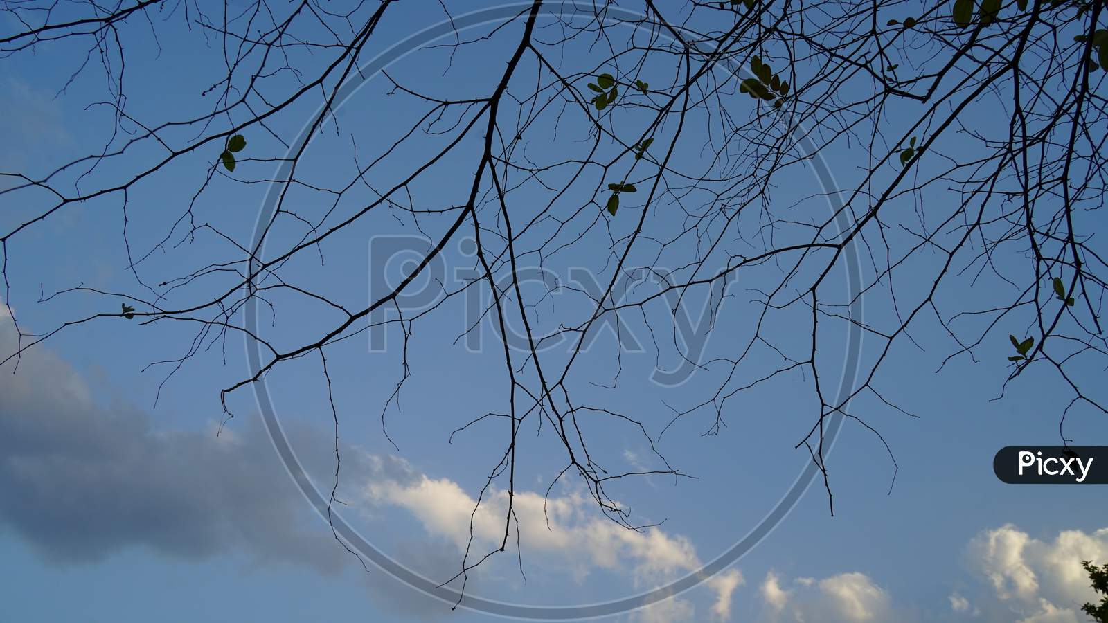 Dry Twigs, Dry Tree And Blue Sky. Leafless Tree And Blue Sky With Clouds