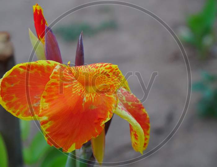 Yellow Flower With Red Spots, Canna Indica Yellow Flower Blooming With Many Colors. Indian Canna Flower In Selective Focus
