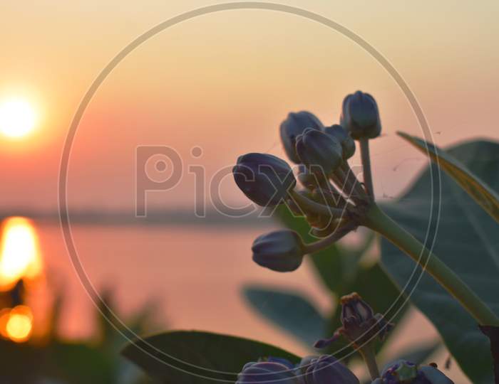 Beautiful Yellowish Sunrise Near The Ocean With A Flower In The Foreground