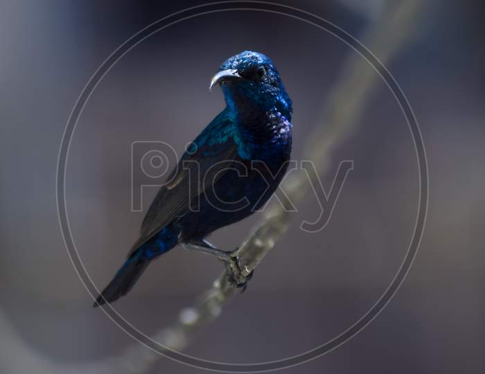 Blue sunbird