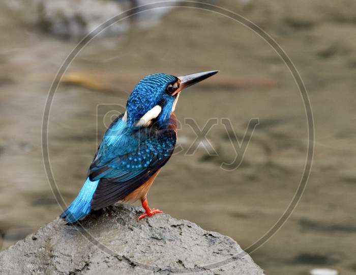 Blue-eared #Kingfisher - the lifer from Andaman Islands, Endemic Subspecies