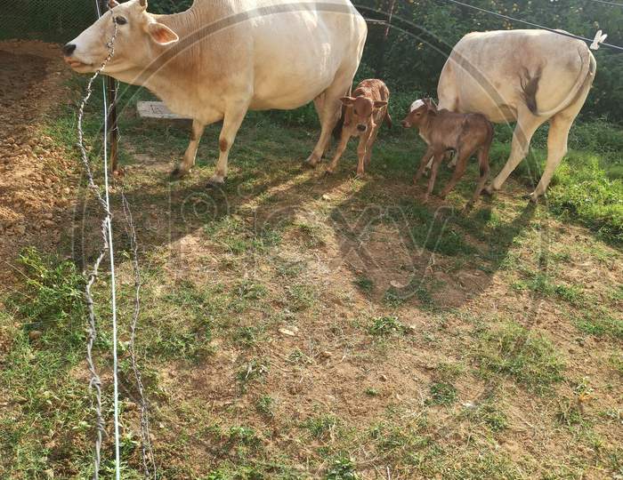 Cow With Babies