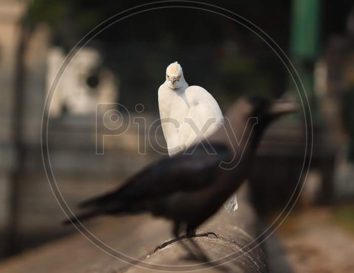 Eastern Great Egret Looking On You With A Crow Stock Photo