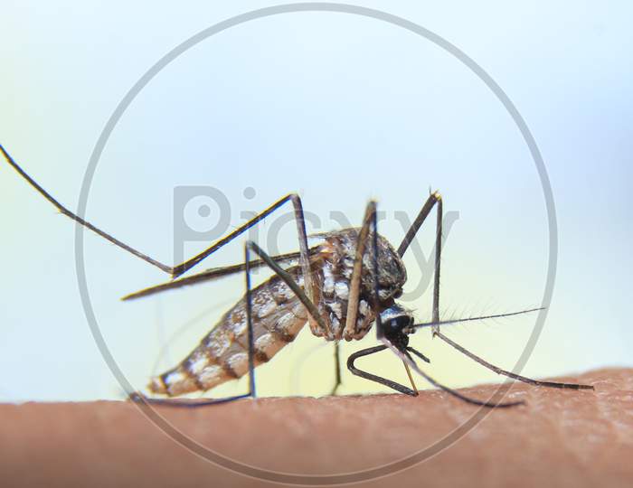 Mosquito Sucking The Blood On My Finger Stock Photo