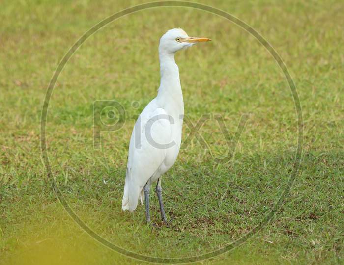 Eastern Great Egret Walking On The Ground Stock Photo