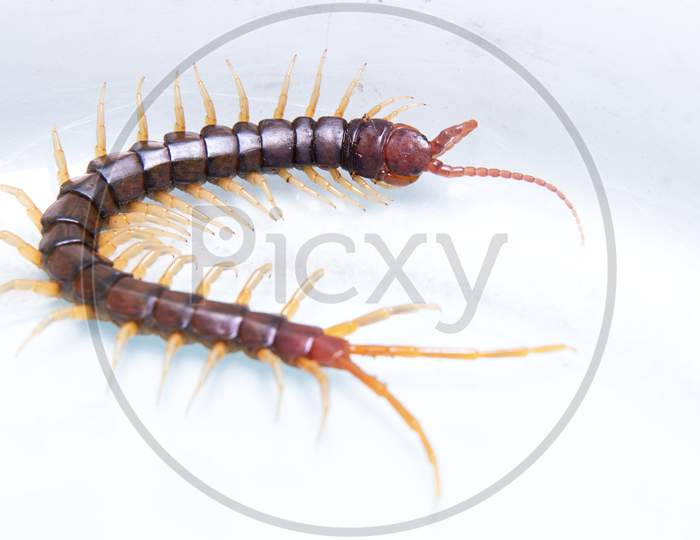 Common Indian Centipede On White Backdrop Stock Photo