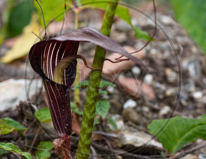 Arisaema Speciosum, Green Folios With Red Spotted Stalk.