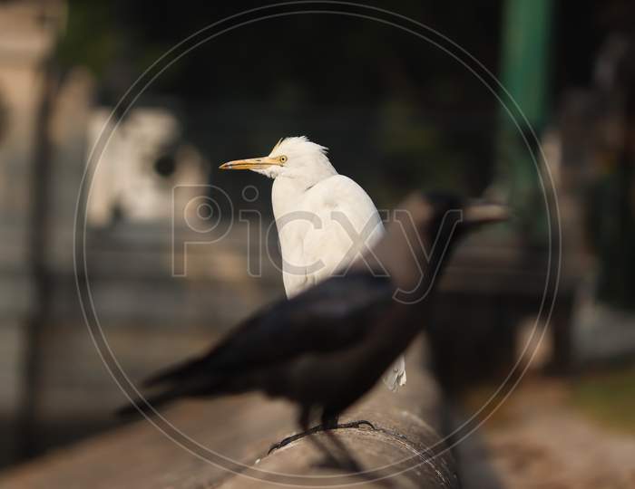 Eastern Great Egret With A Crow Stock Photo